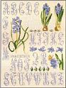 001_Hyacinth Sampler